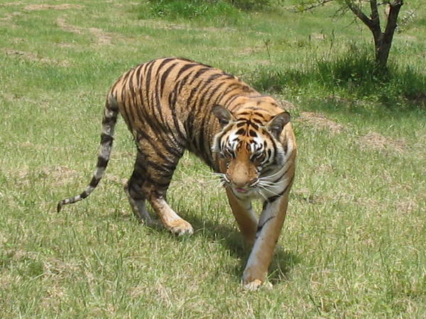 One of our Bengal Tigers