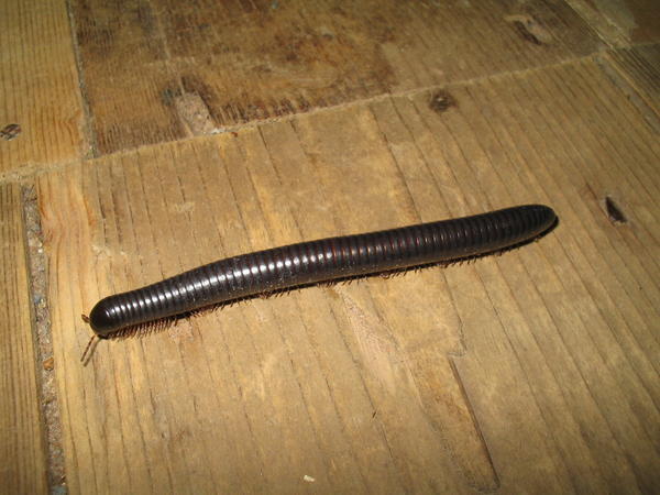 Millipede in our bedroom