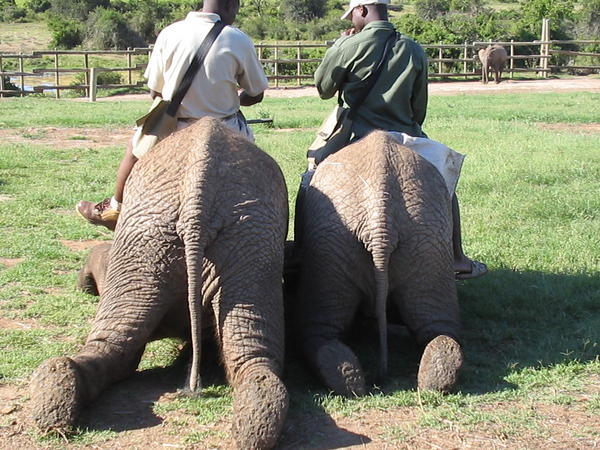 Elephant bums!