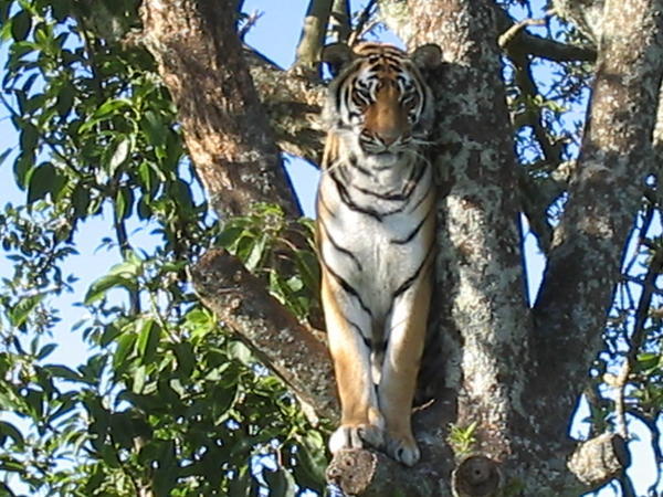 Female Bengal Tiger
