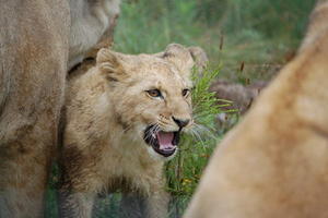 The littlest lion at Kwantu