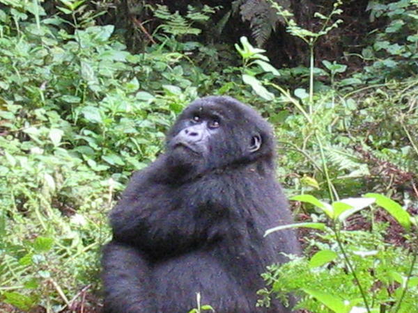 Just another gorilla :o)