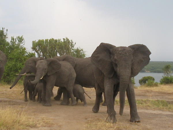 A herd of elephants in Queen Elizabeth National Park