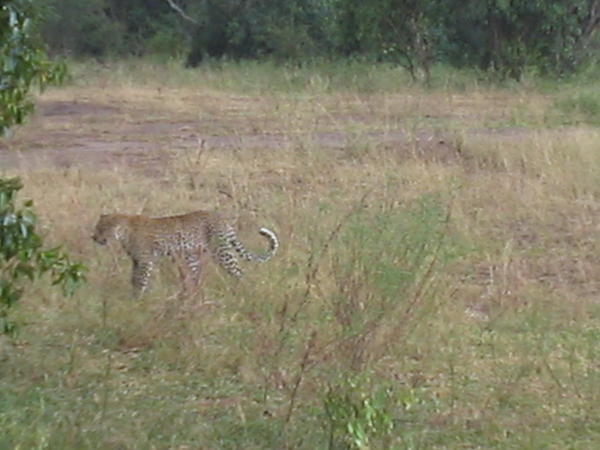 Leopard in QE National Park
