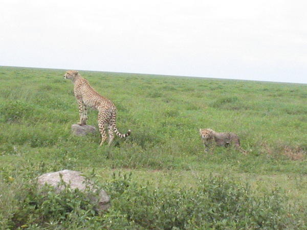 Into the Serengetti