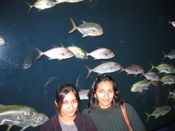 At the entrance to the aquarium