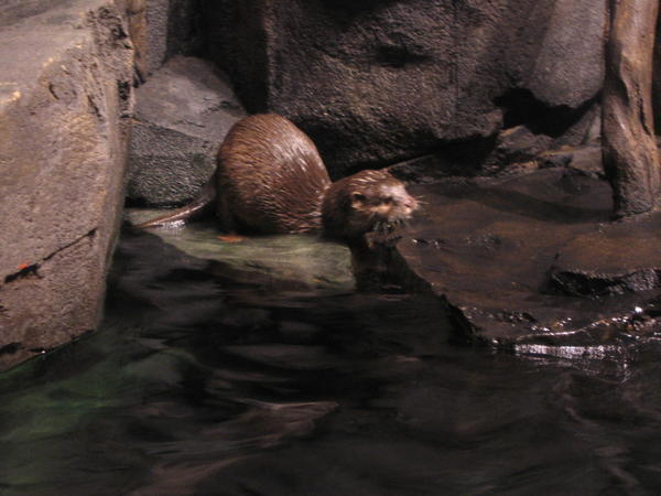 Asian Otter