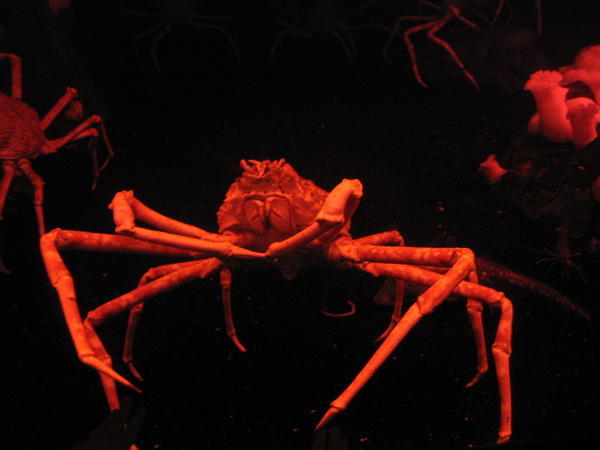 Japanese Crabs