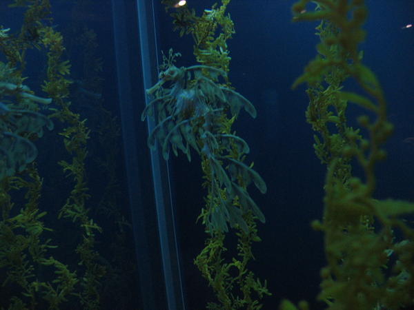 Can u spot the Leafy Sea Anemone?