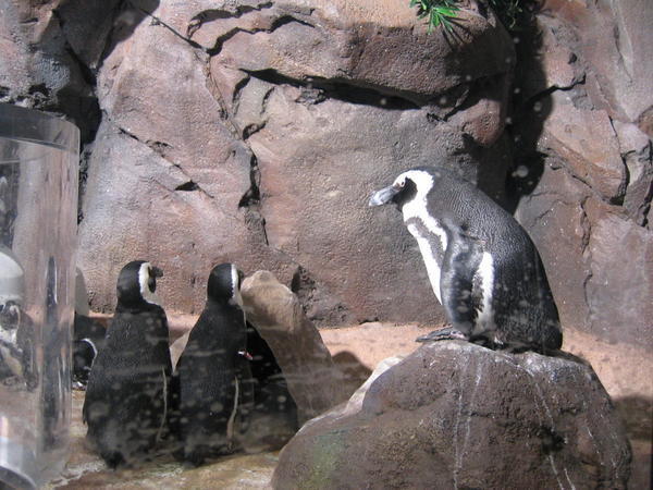Some Penguins