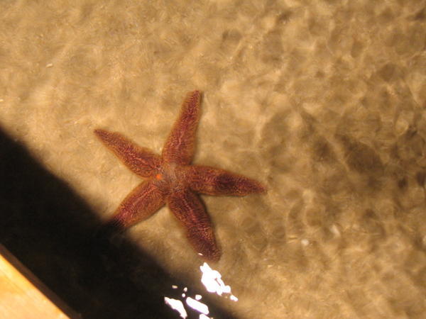 A starfish in the touch area
