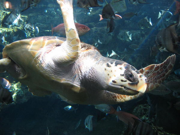 A sea turtle