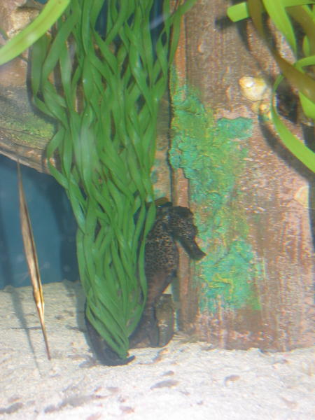 A sea horse peeping out