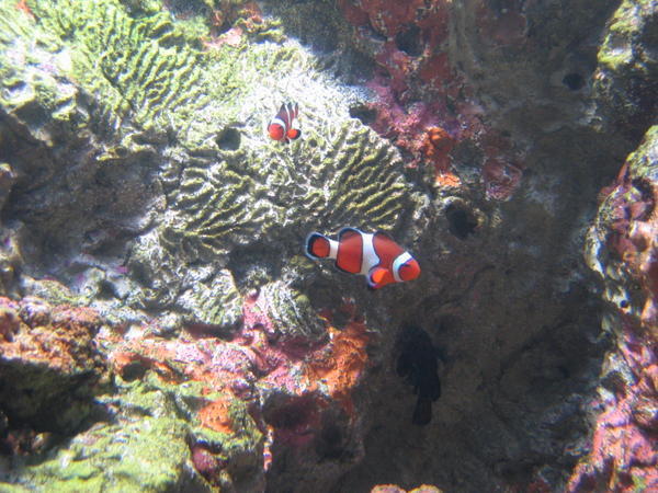 Nemo- Clownfishes
