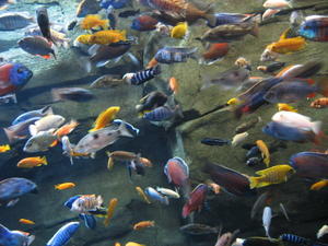 A school of fish :-)