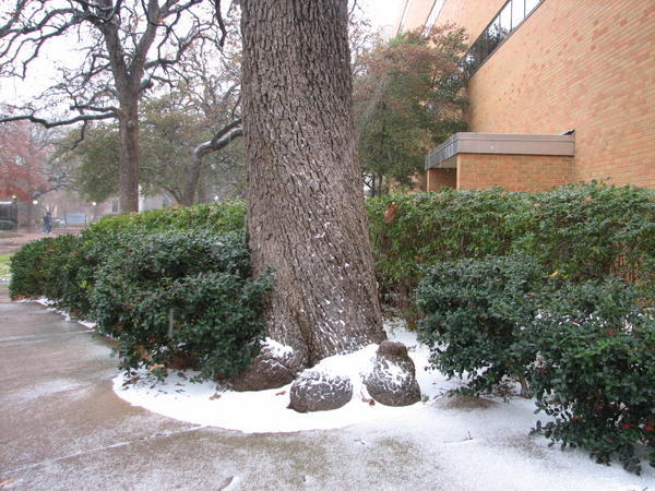 Snow in Arlington
