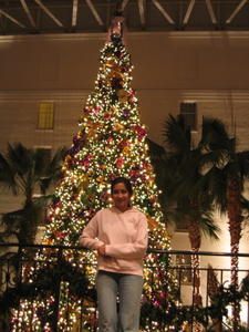 The huge Christmas Tree