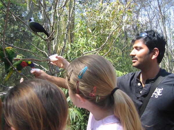 Karthik trying to feed the Lorikeets