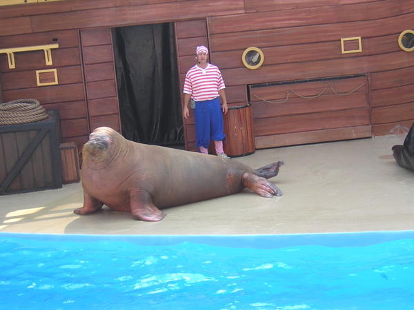 And the Walrus