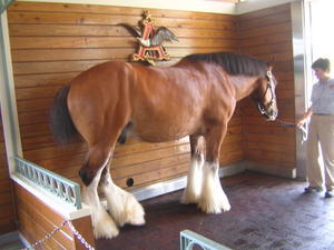 Budweiser Clydesdale 