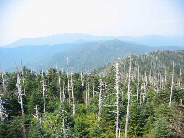 From Clingman's Dome