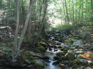 Stream enroute the Chimney Tops