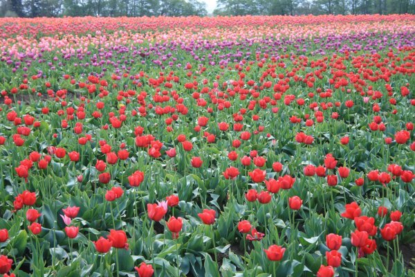 All kinds of tulips