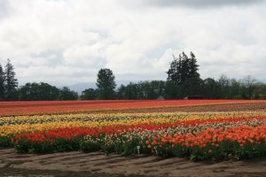 First view of the tulip farms