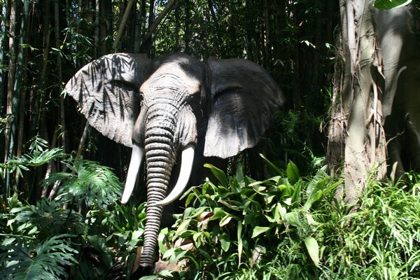 *Aane - elephant