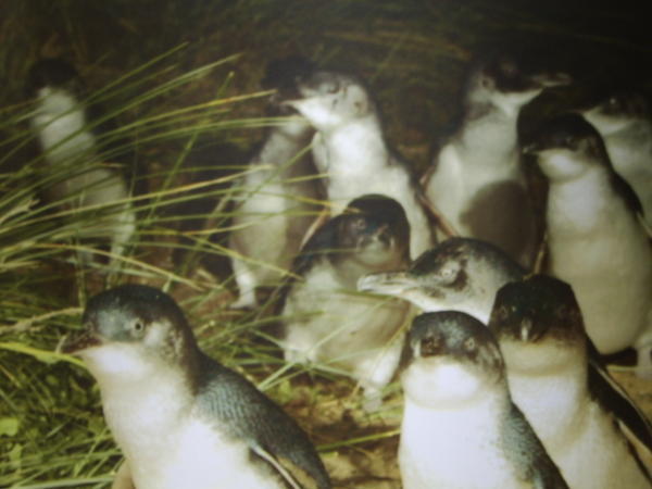 Littlest Penguins