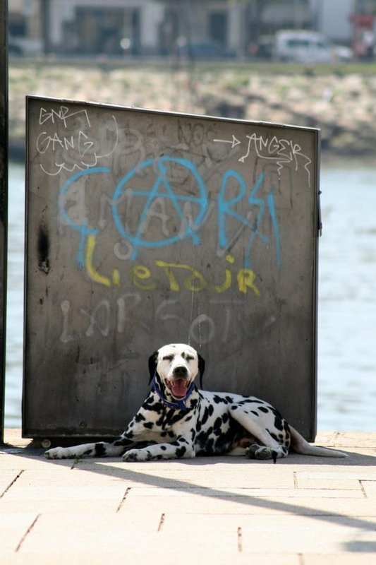 Dog at the bay in Porto
