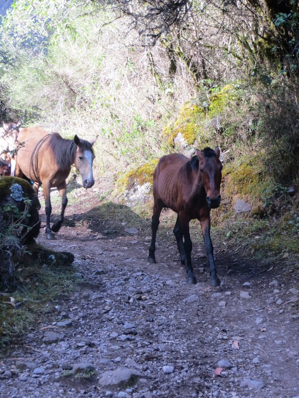 Day 1 - Sharing the hike with some horses 