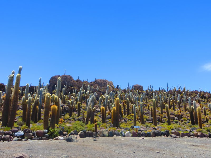 Isla de Pescado - not short of a cactus or two....