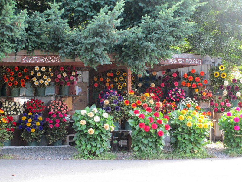 Flowers in Pucon 
