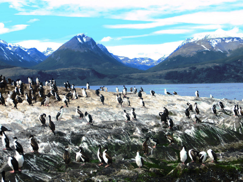 Cormorants on Bird Island