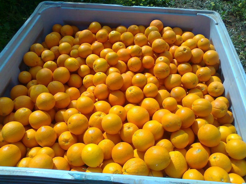 Orange Picking