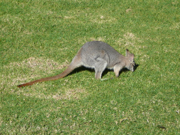 Wallaby on front lawn
