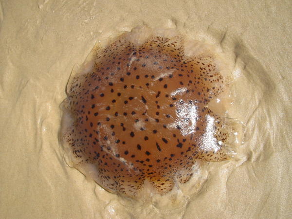 Leopard print jellyfish