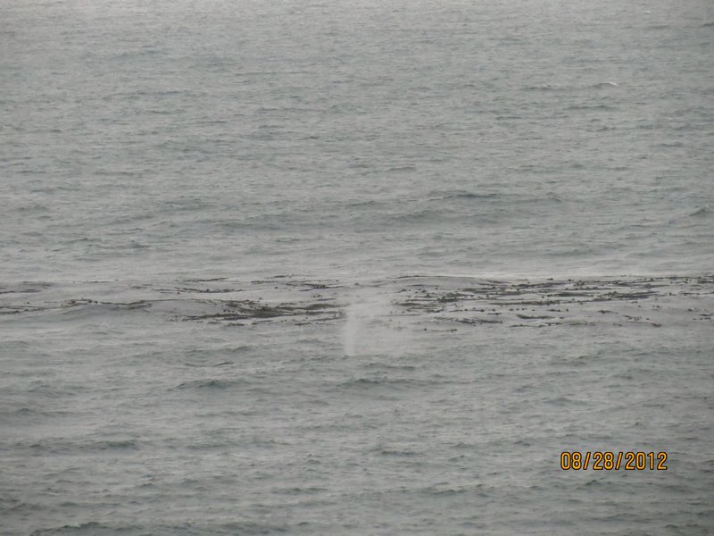 gray whale blow