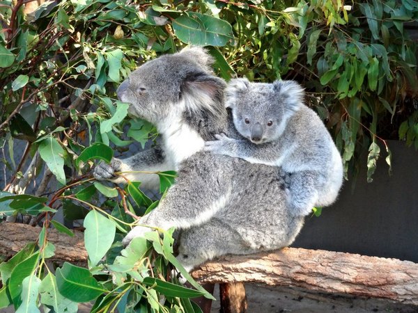 Koalas are too cute