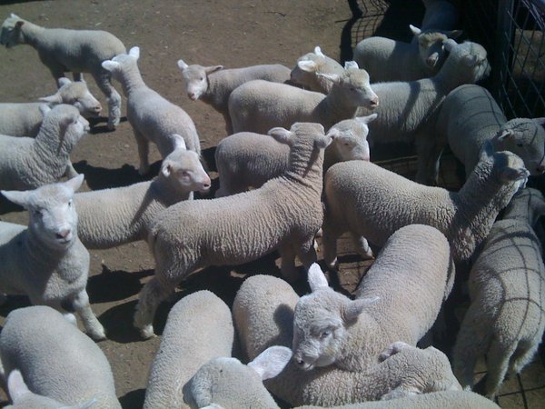 So many lambs