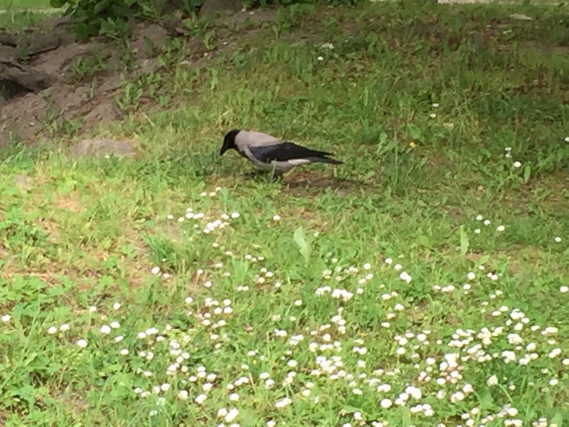 Hooded Crow - ubiquitous in Estonia