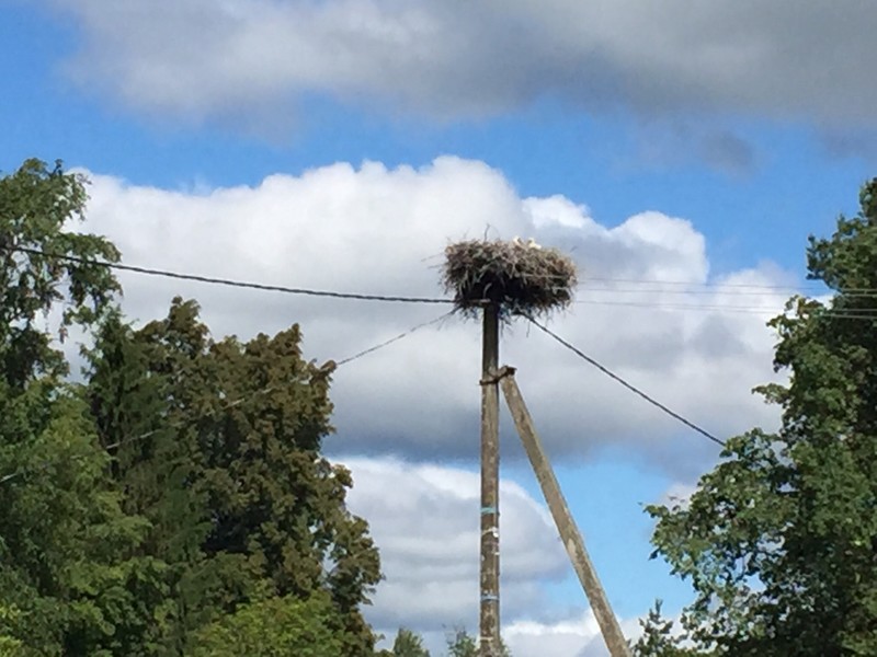 Yet another stork nest