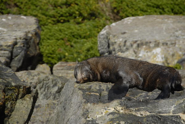 Slapende zeehond; Milford Sound