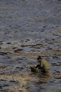 Vrouw zoekt mosselen en kokkels op het rif tijdens laag water