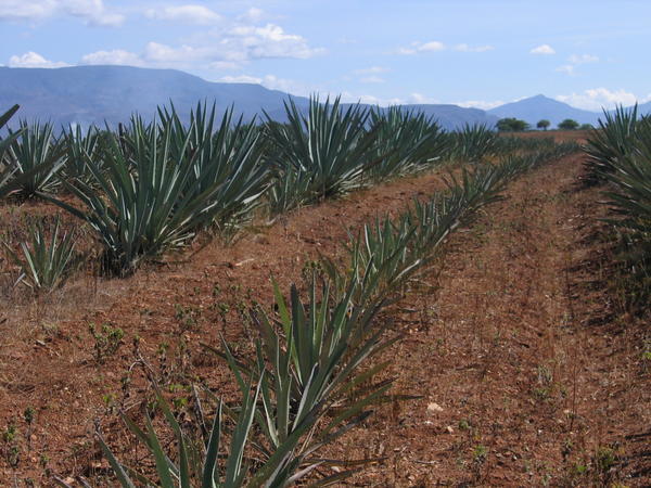 A Maguey Field
