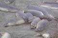More Elephant Seals