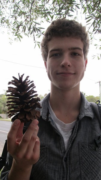 Giant pinecone