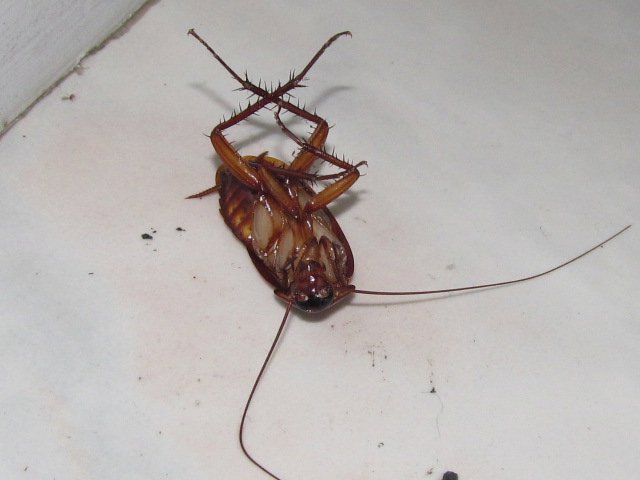 One of the unfortunate cockroaches
