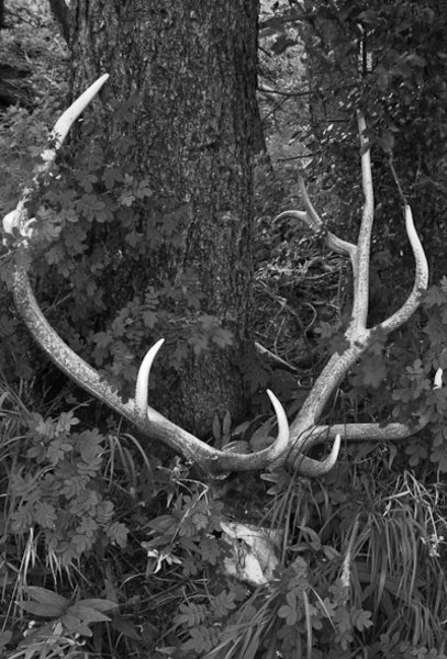 Skull and Antlers
